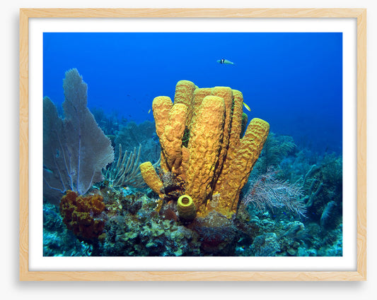 Yellow tube sponge