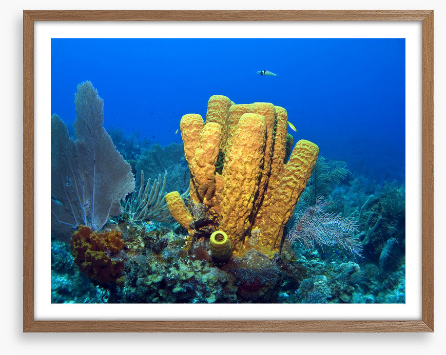 Yellow tube sponge