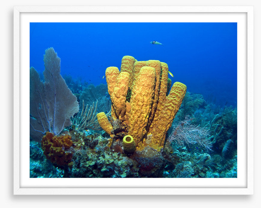 Yellow tube sponge