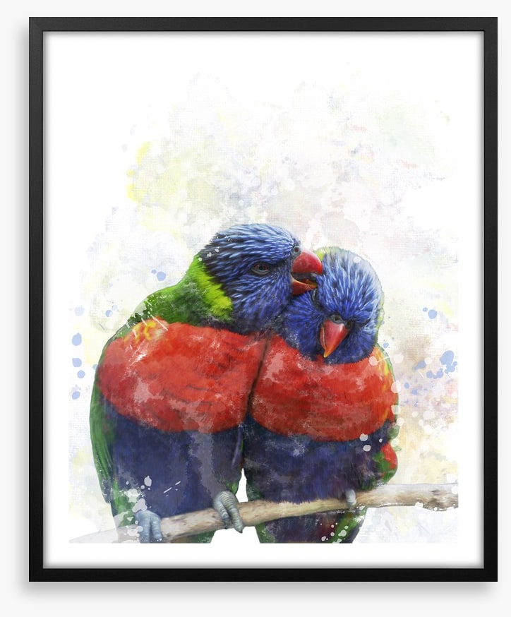 Rainbow lorikeet love