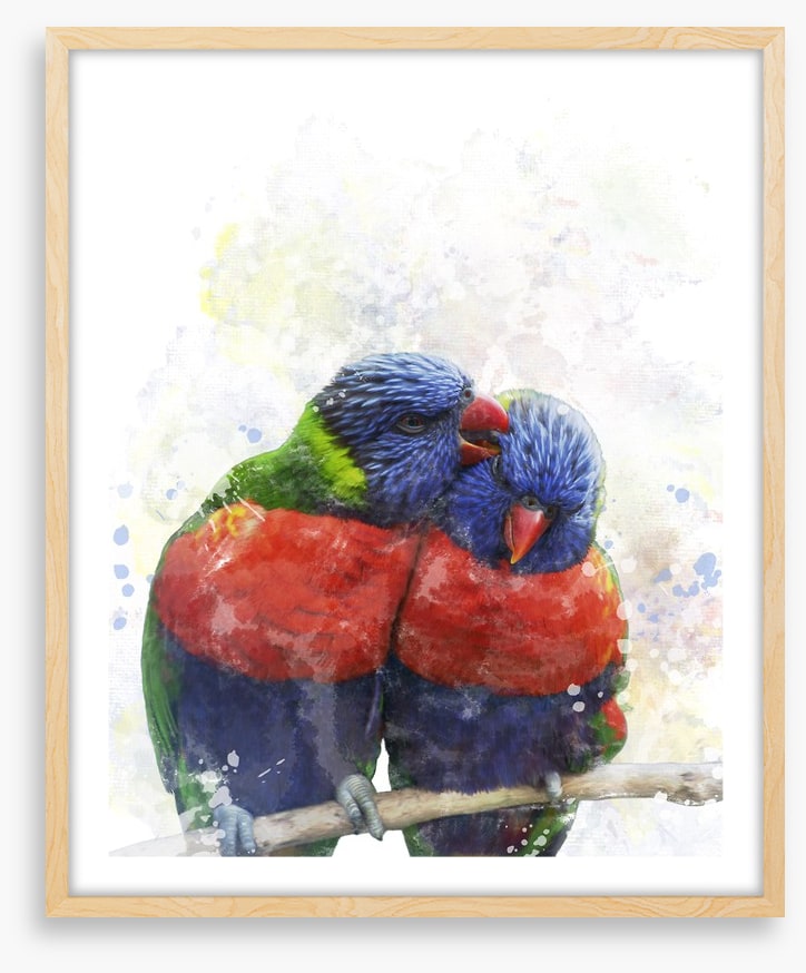 Rainbow lorikeet love