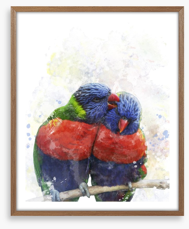 Rainbow lorikeet love