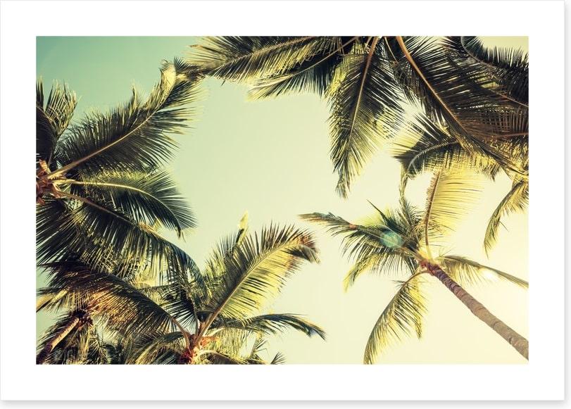 Coconut palms