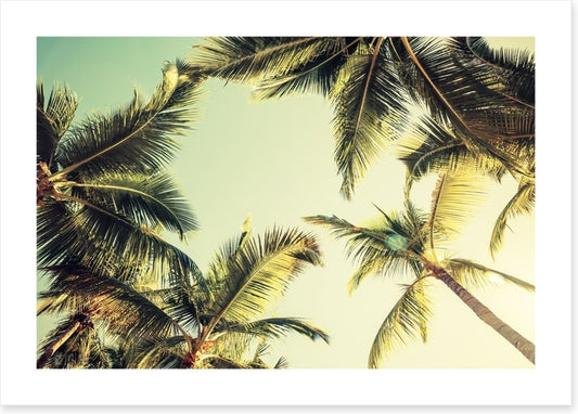 Coconut palms