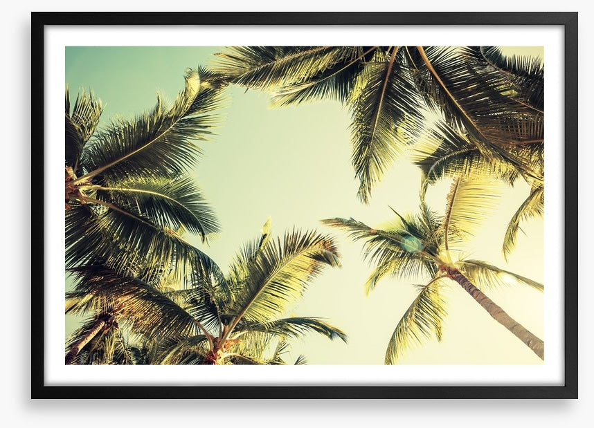 Coconut palms