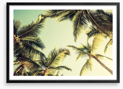 Coconut palms