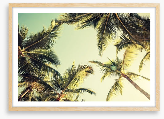 Coconut palms
