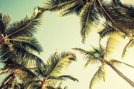 Coconut palms