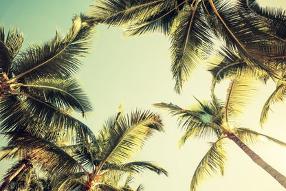 Coconut palms