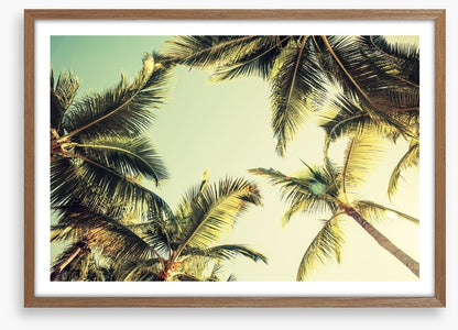 Coconut palms