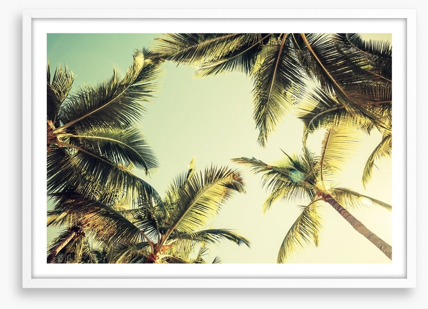 Coconut palms