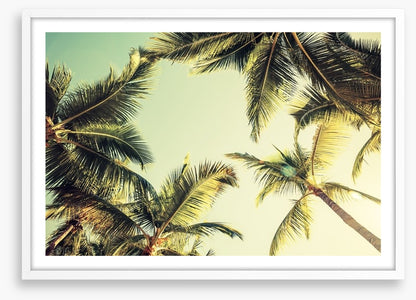 Coconut palms