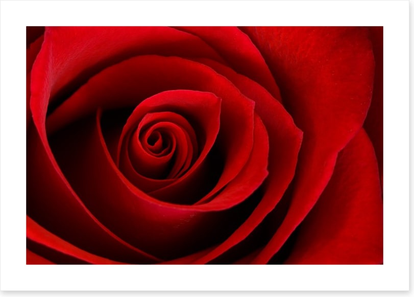 Red rose macro