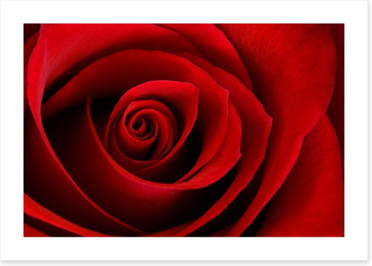 Red rose macro