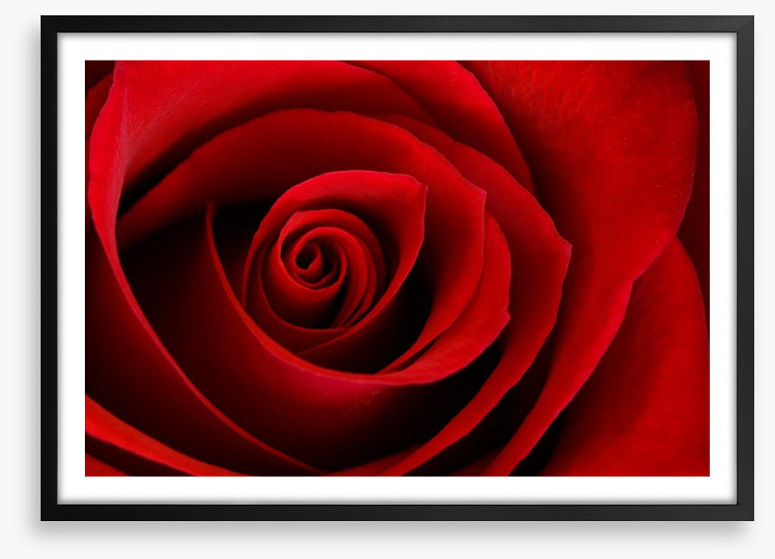Red rose macro