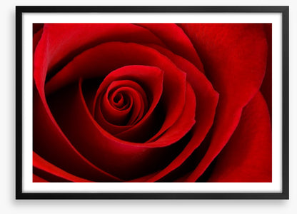 Red rose macro