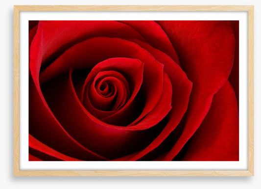Red rose macro