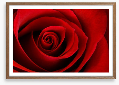 Red rose macro