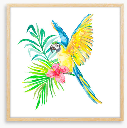 Birds