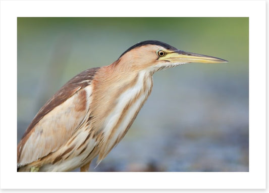 Beautiful bittern