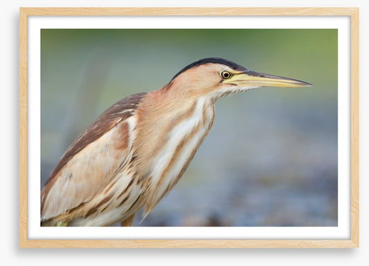 Beautiful bittern