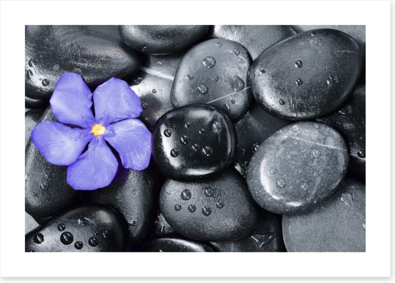 Violet oleander