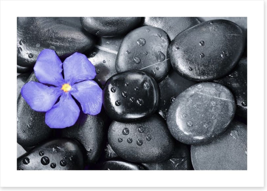 Violet oleander