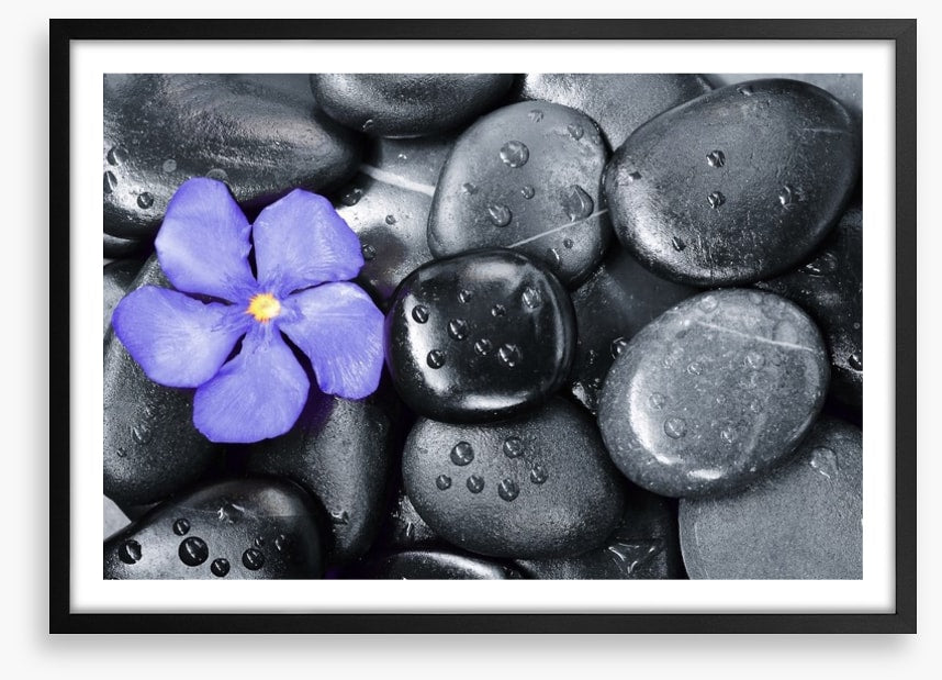 Violet oleander