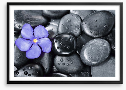 Violet oleander