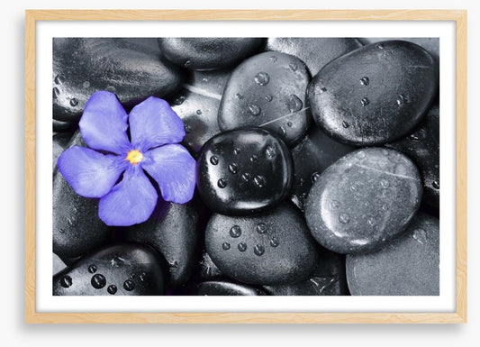 Violet oleander