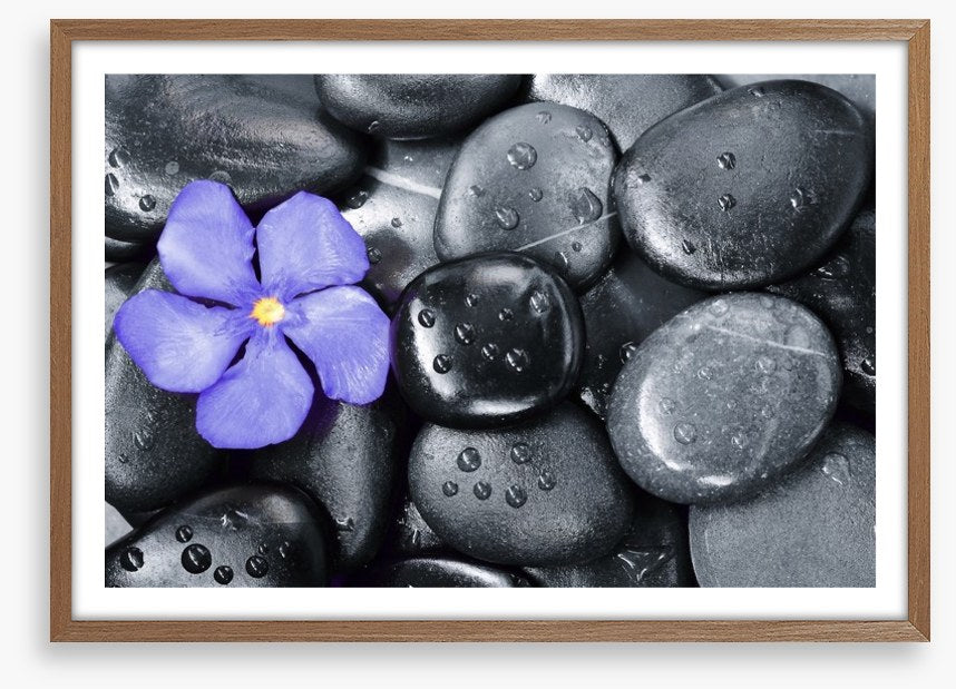 Violet oleander