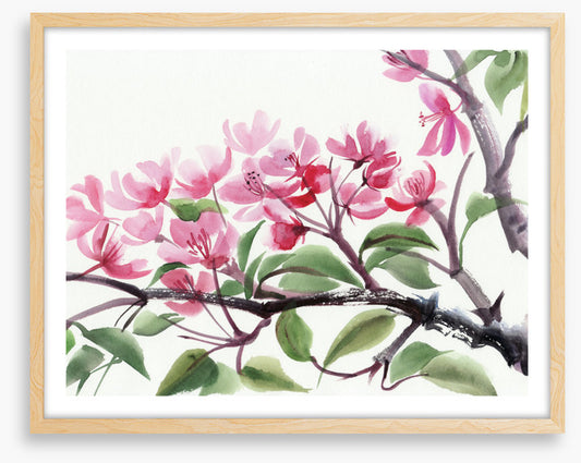 Cherry blossom