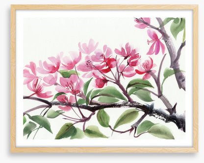 Cherry blossom