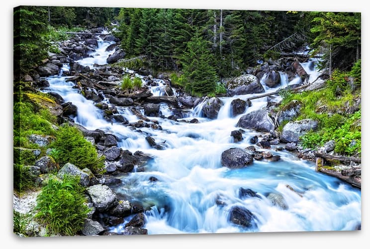 Pristine forest river