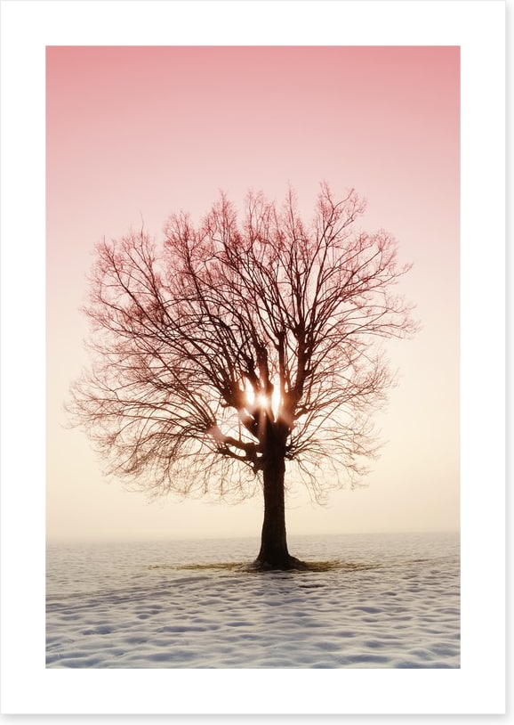 La vie en rose