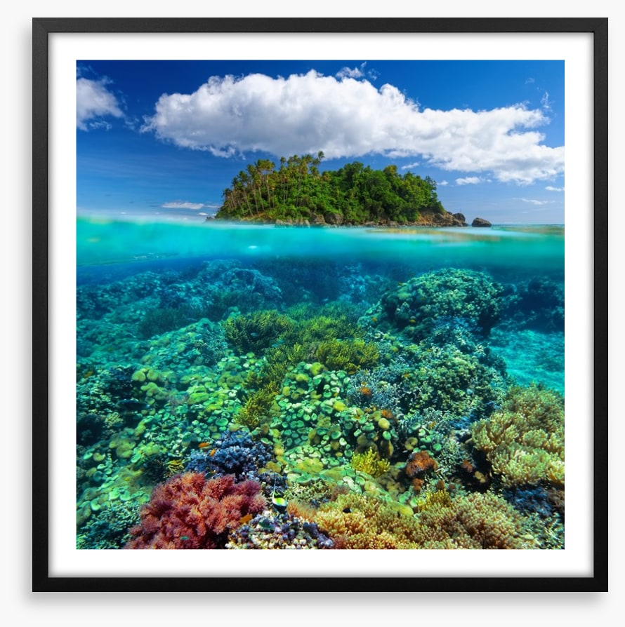 Underwater garden