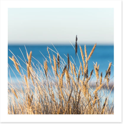 Golden beach grass