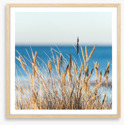 Golden beach grass