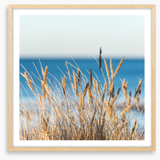 Golden beach grass