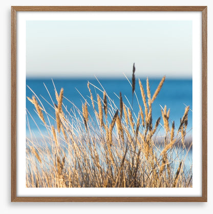 Golden beach grass