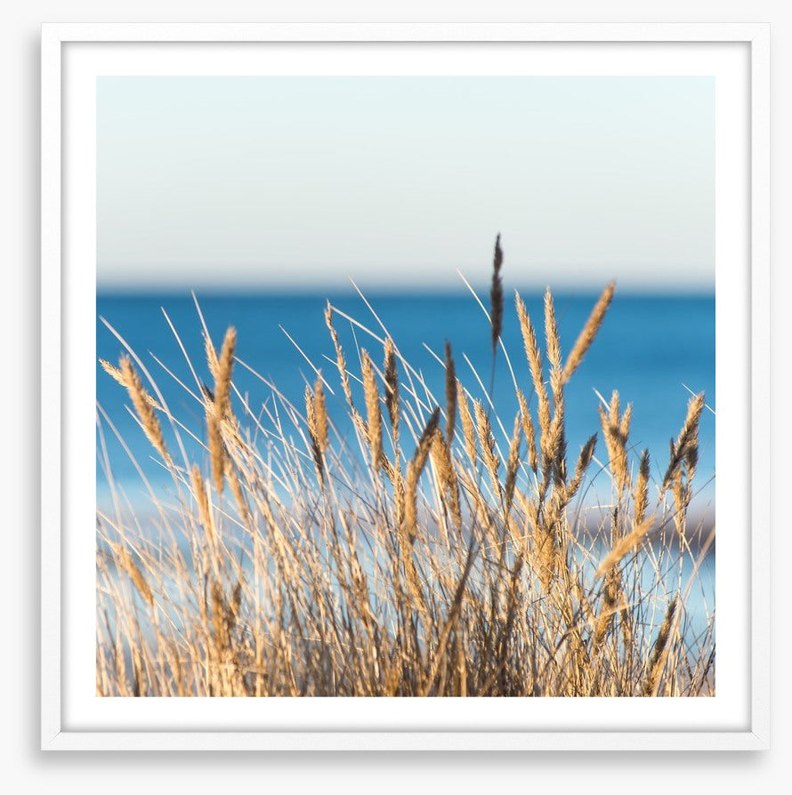 Golden beach grass