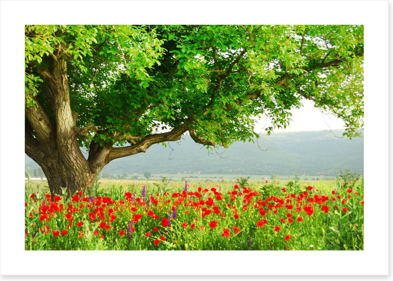 Green tree in the poppy field