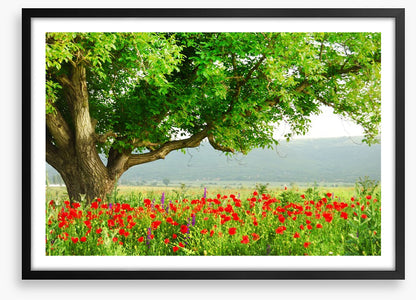 Green tree in the poppy field