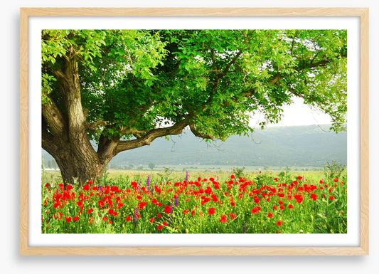 Green tree in the poppy field