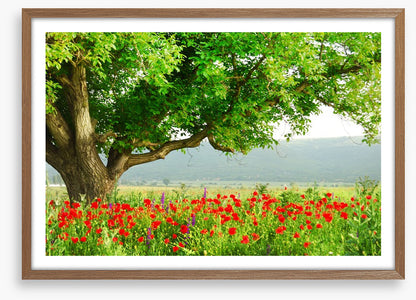 Green tree in the poppy field