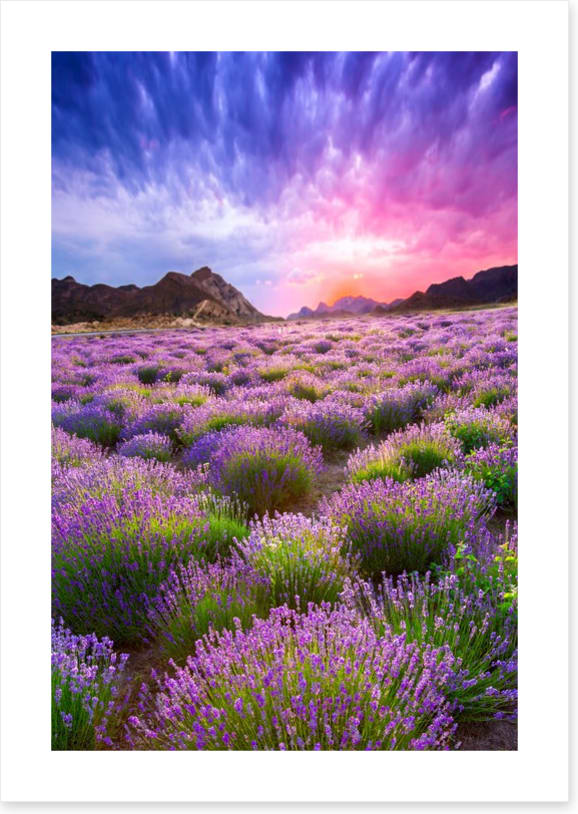 Lavender sky