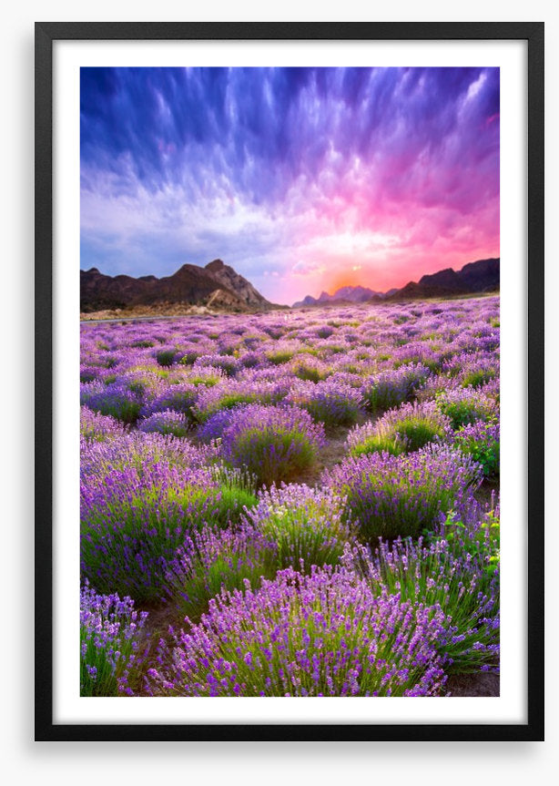 Lavender sky