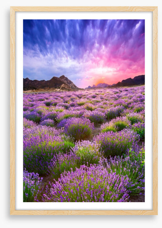 Lavender sky