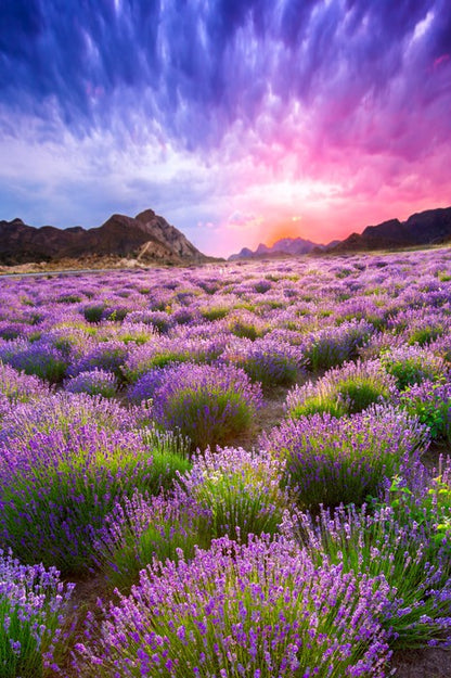 Lavender sky