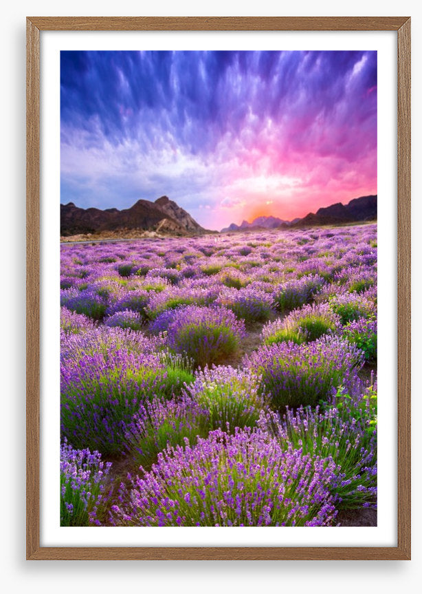 Lavender sky